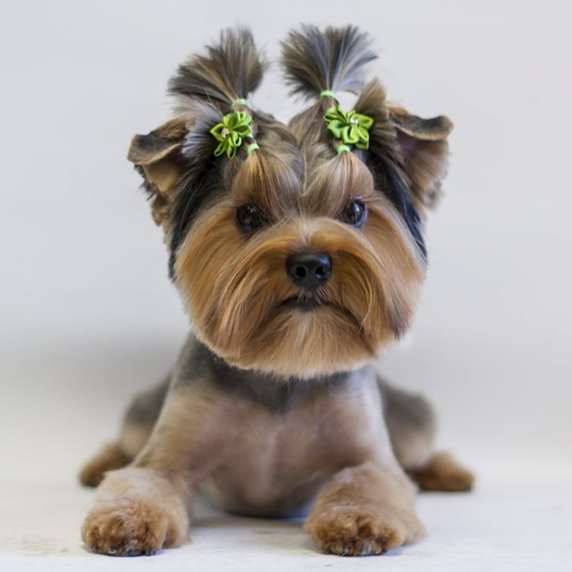 Ершистый терьер мини