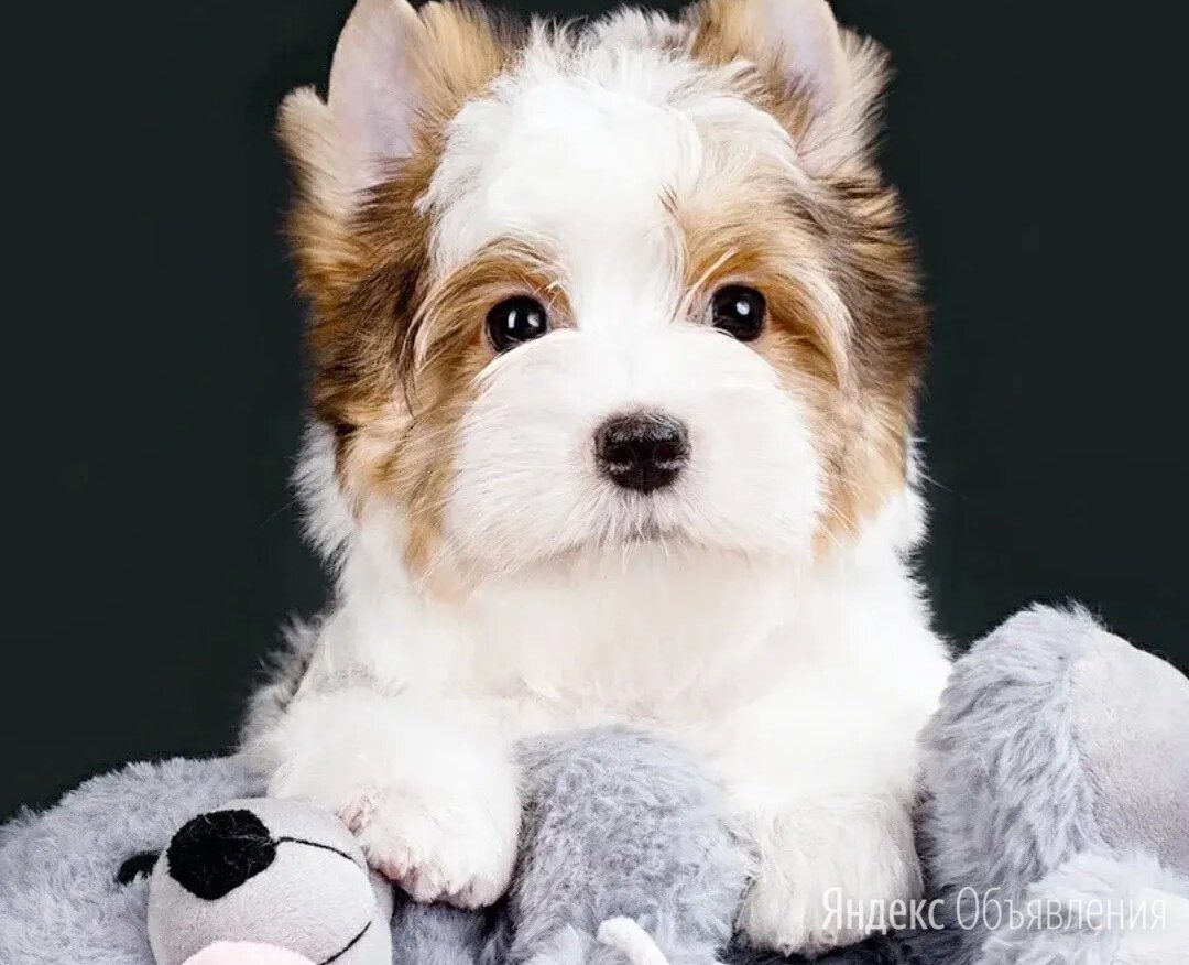 Щенки Блуберри Йорк