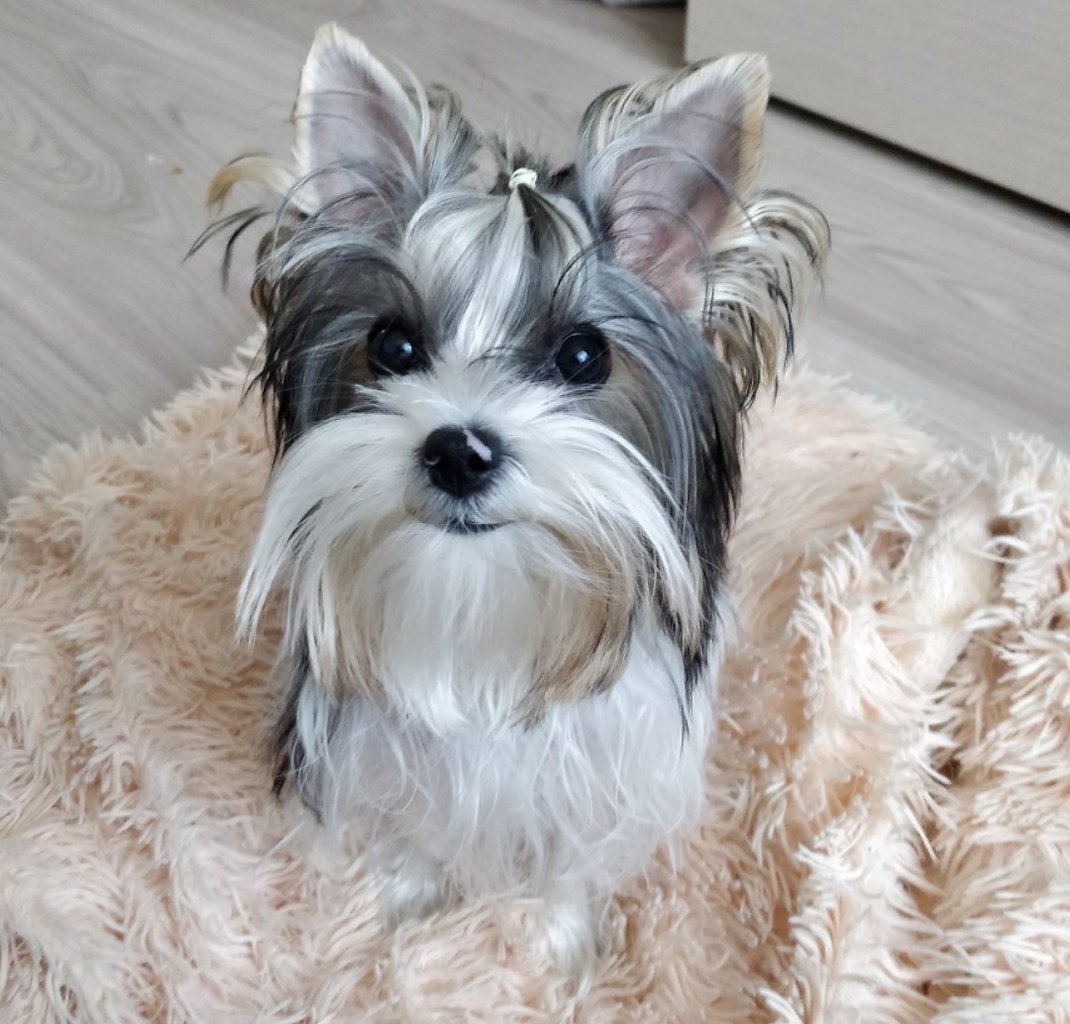 Бивер-Йоркширский терьер золотой