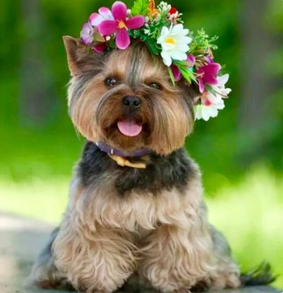 Платиновый Йоркширский терьер