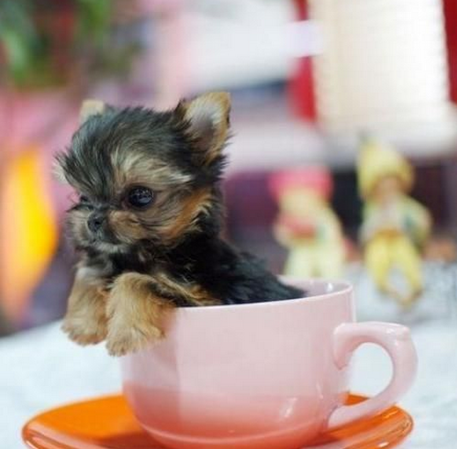 Teacup собака