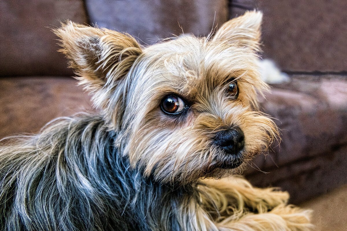 Йоркширский терьер милашки