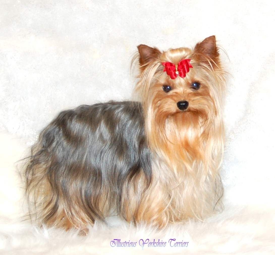 Якширтерьерский терьер