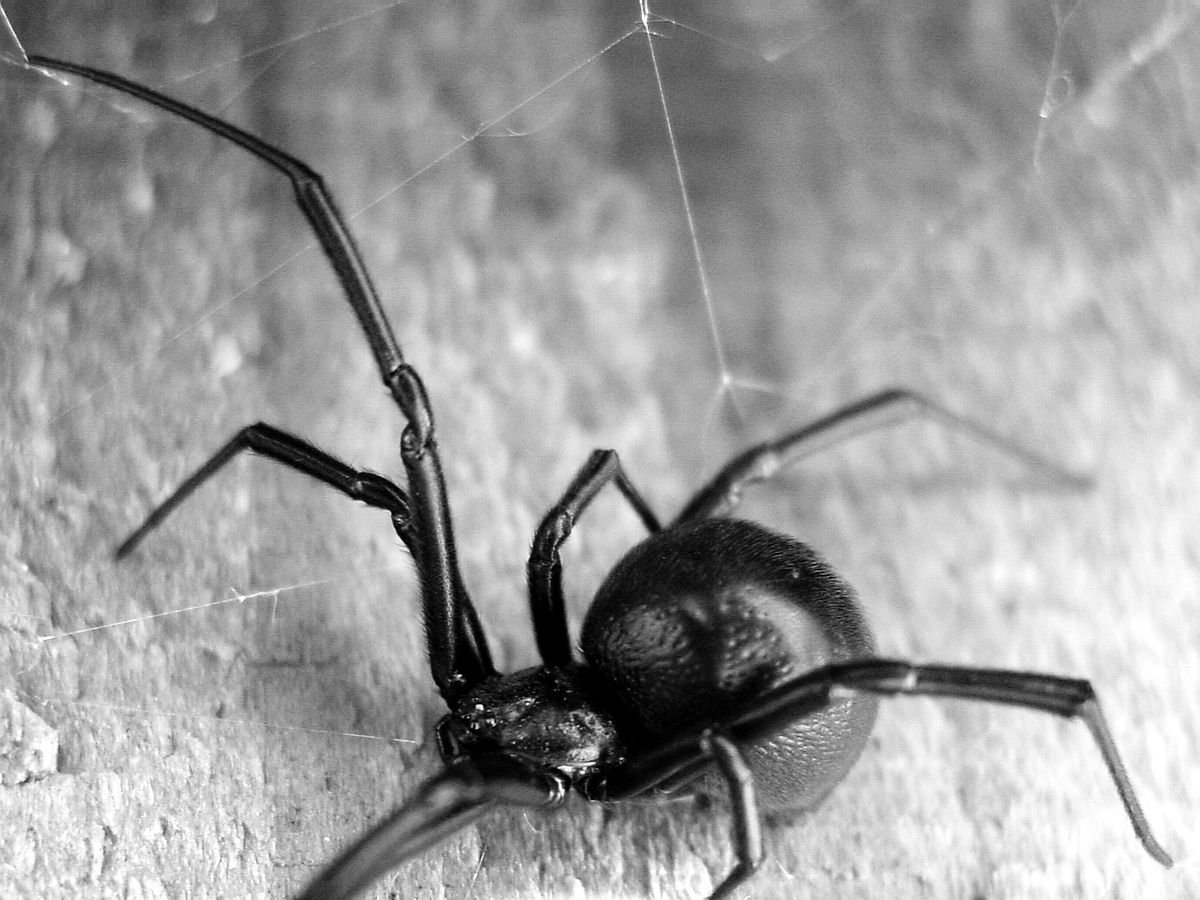 Большой черный паук