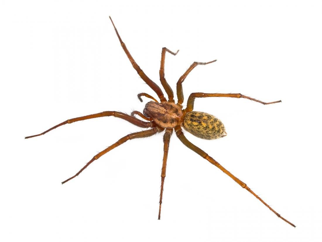 Tegenaria domestica. Белый