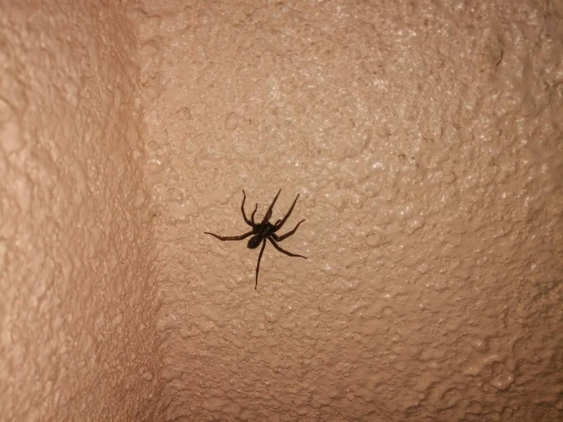 Гигантский Домовой паук (чердачный паук) Eratigena atrica.