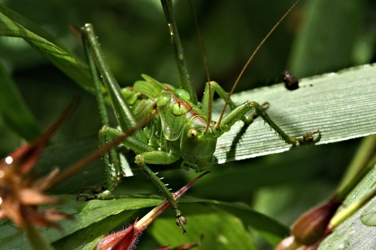 Саранча фото зеленая