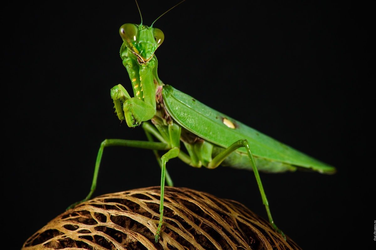 Жук богомол