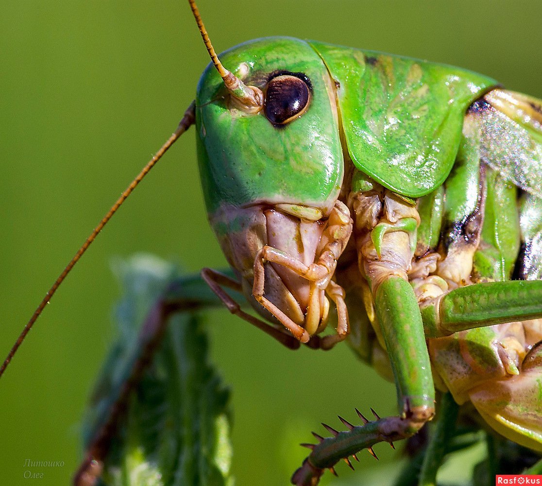 Decticus verrucivorus