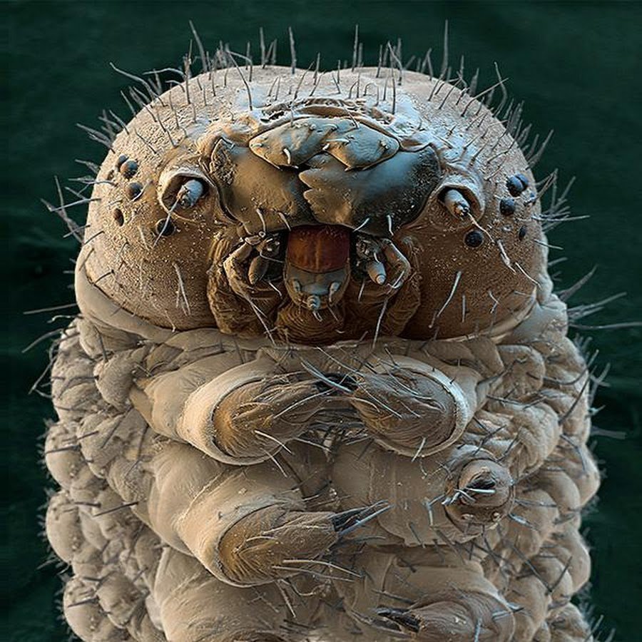 Микрофотография дождевого червя