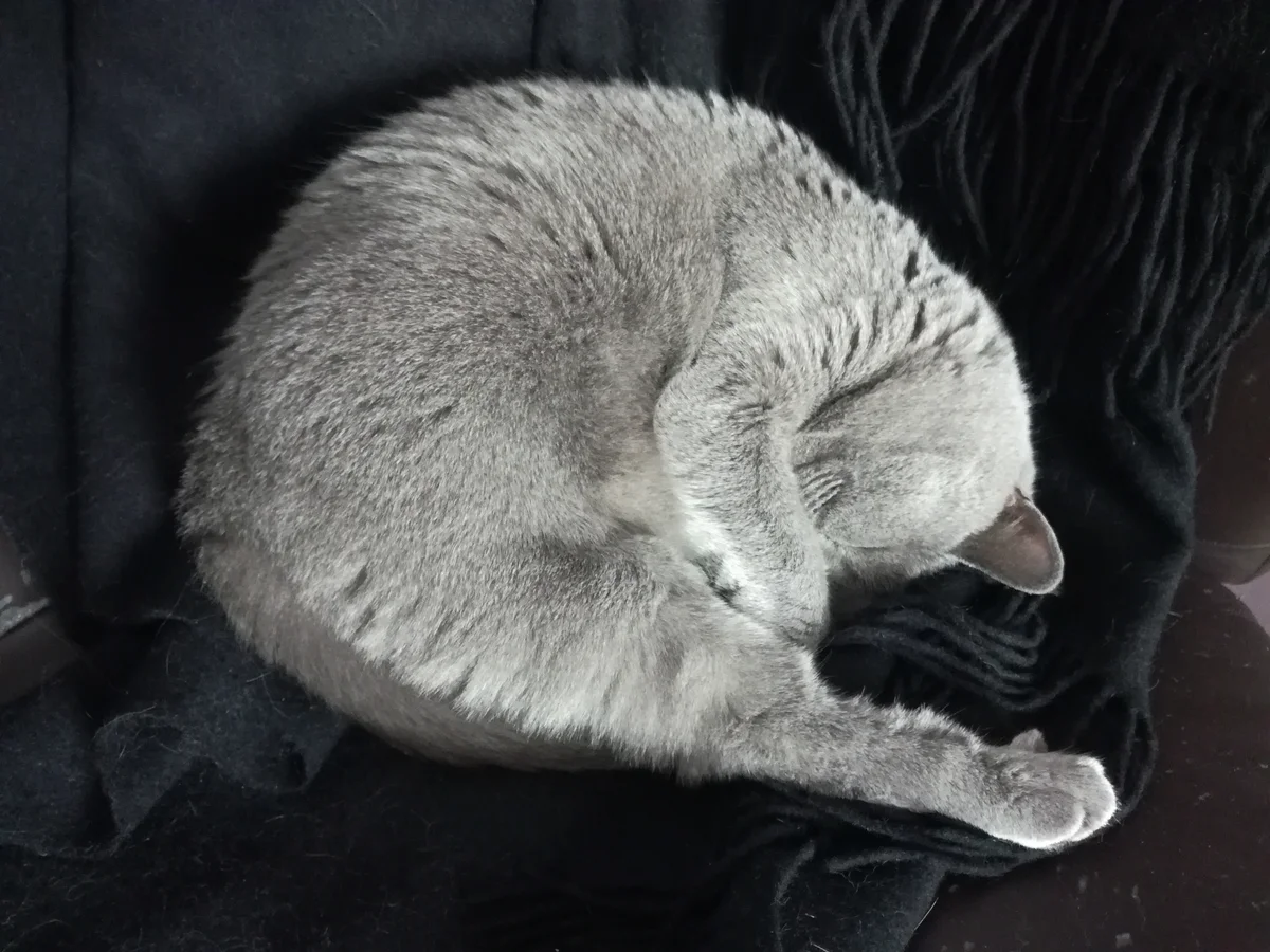 Кошка с клубком. Кот свернулся клубком. Спящий кот клубочком. Кошка прячет нос