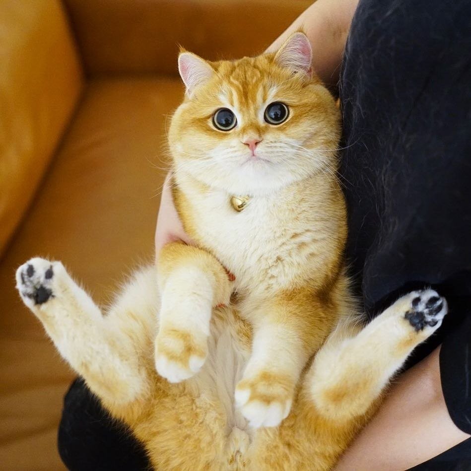 Золотая шиншилла Писко