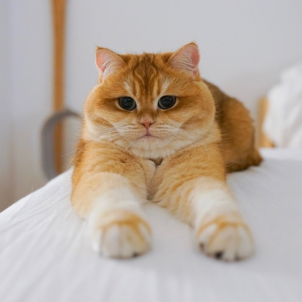 Британская Золотая шиншилла персик