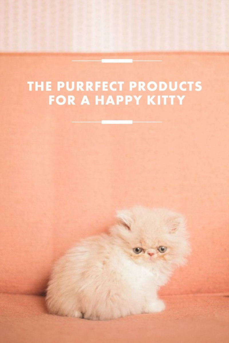 Персиковый пушистый котенок