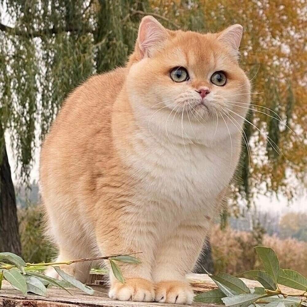 Сибирский гладкошерстный персиковый