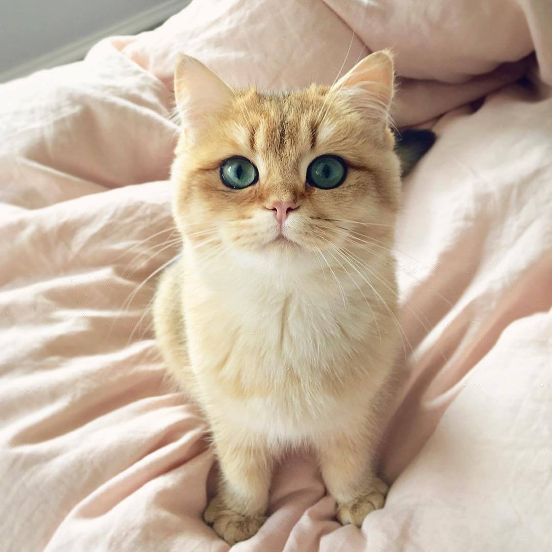 Идеальный котик