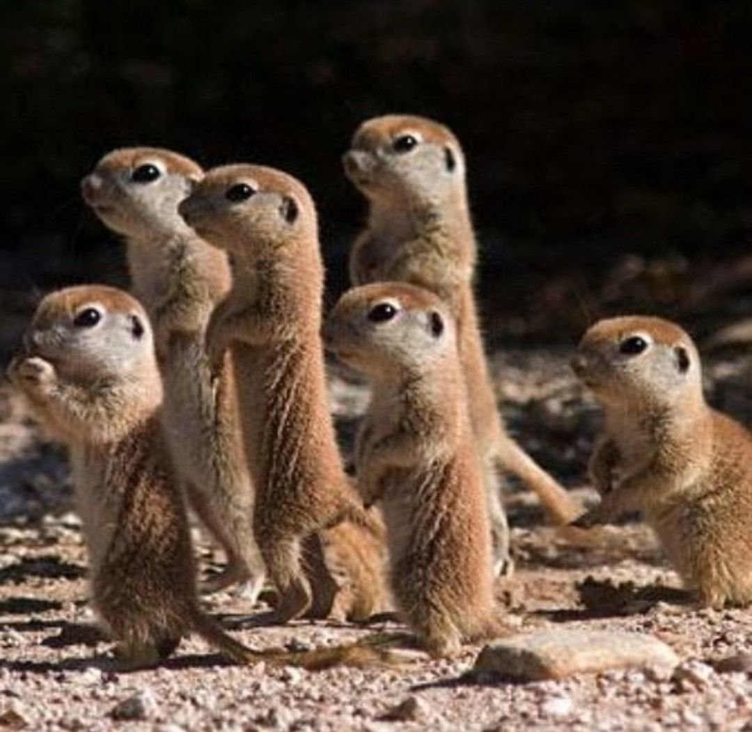 Команда сурикатов