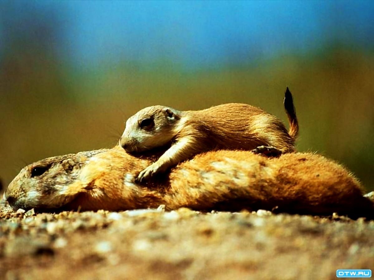 Суслик спит