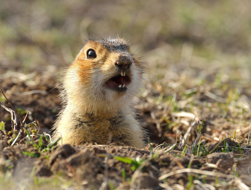 Спящие суслики