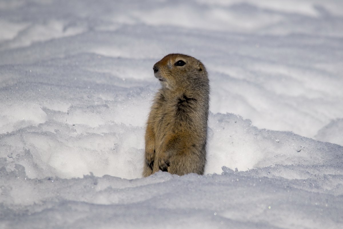 Камчатский сурок евражка