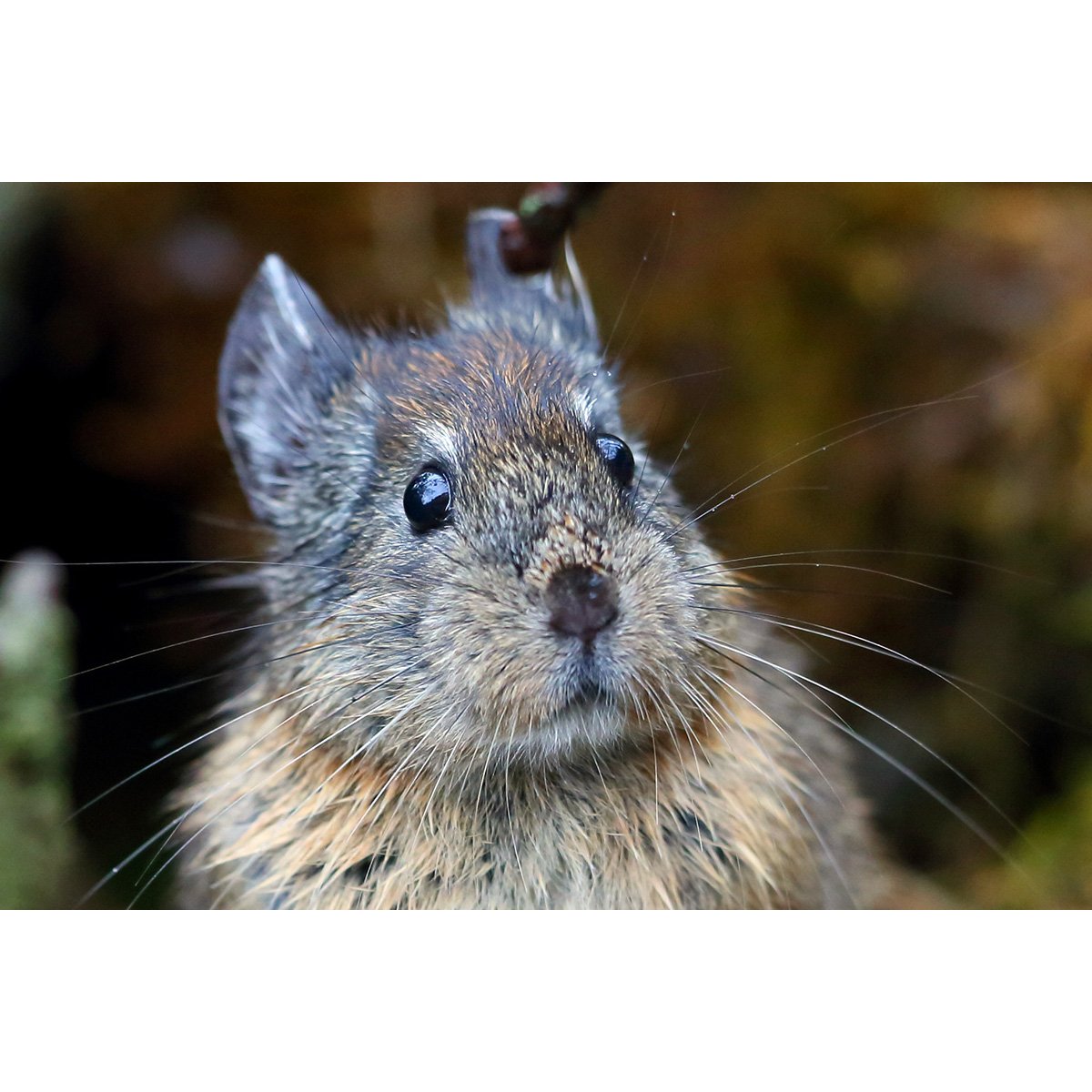 Рыба камбала