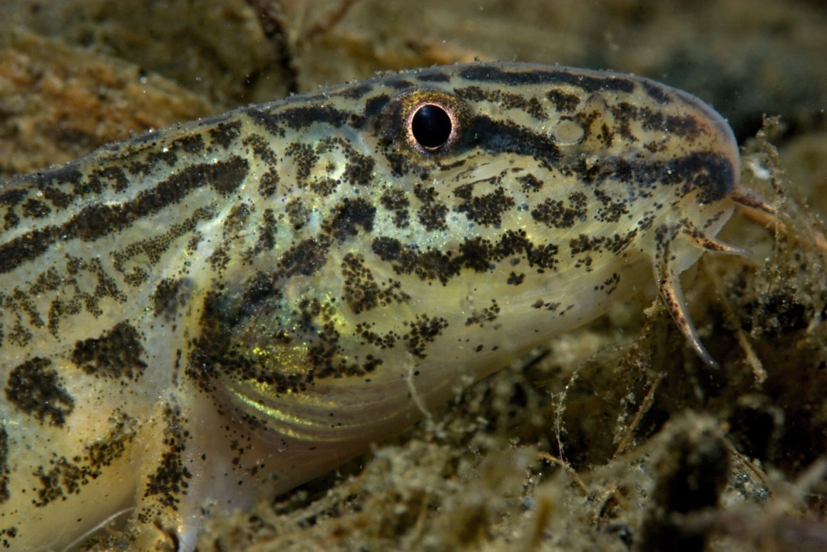 Скумбриевидный гидролик