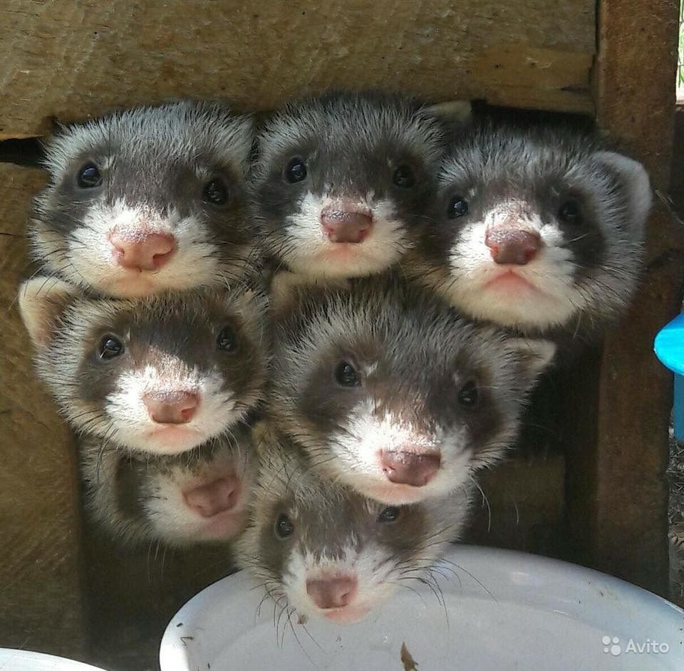 Милый хорек