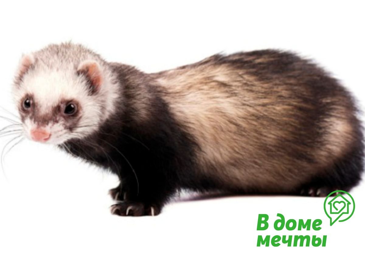 Лесной хорёк