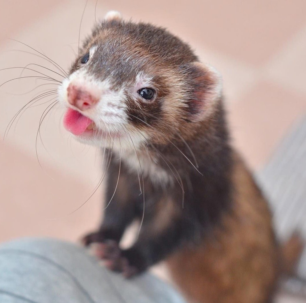 Забавные хорьки