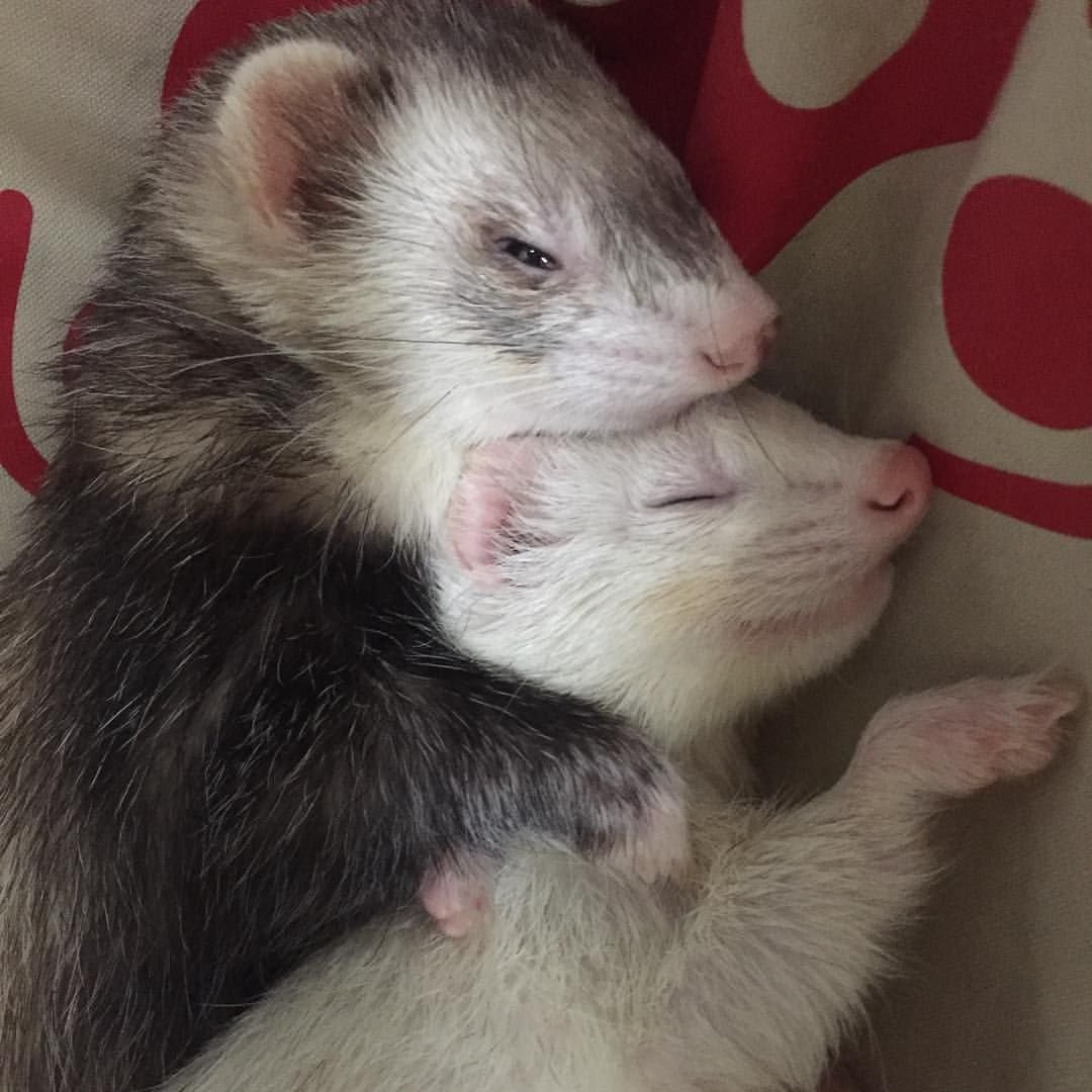 Горностай стилизованный