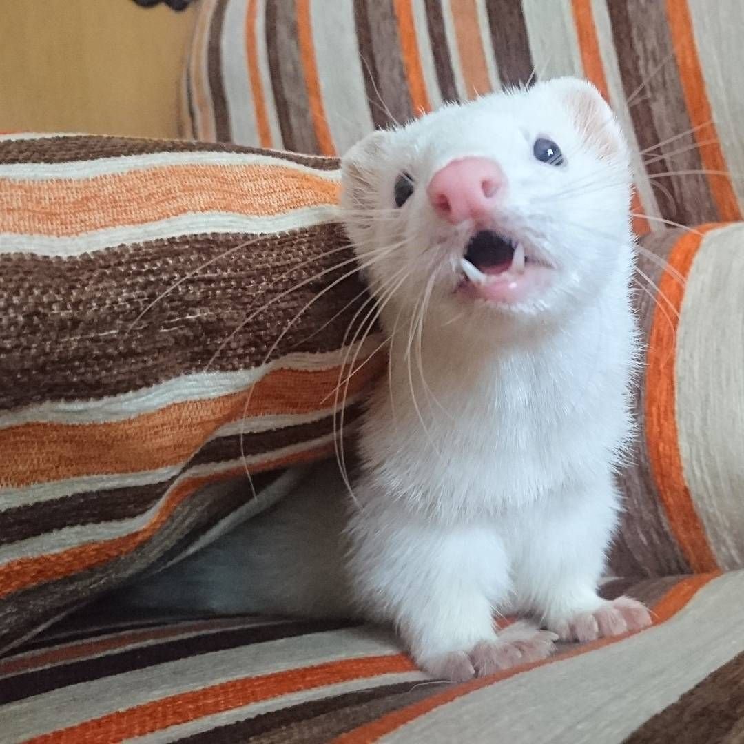Хорьки домашние белые