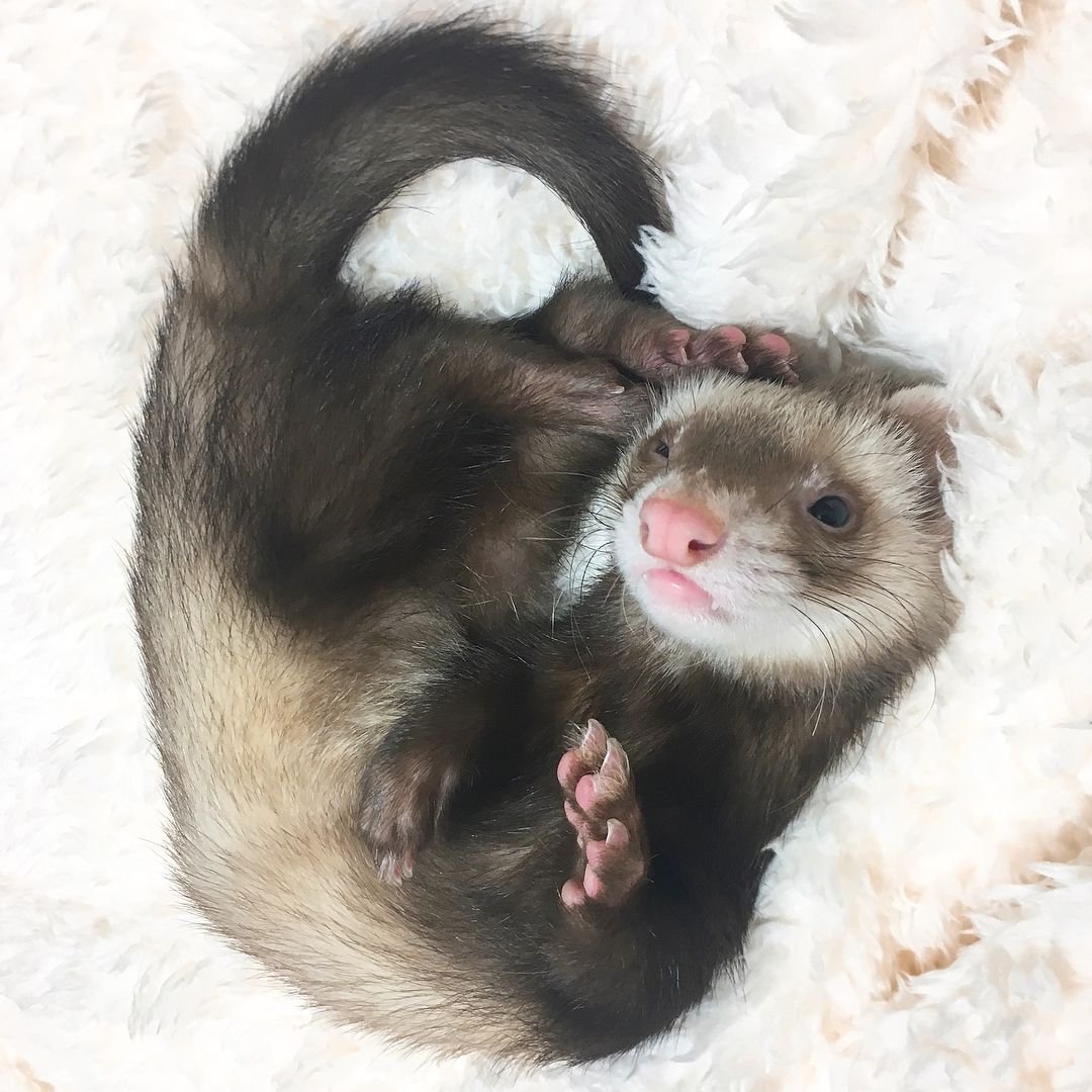 Хорек на руках