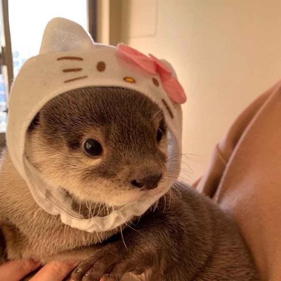 Фретка Хонорик хорёк