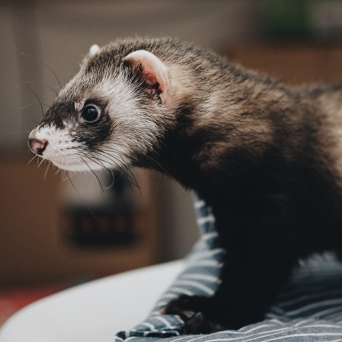 American Ferret
