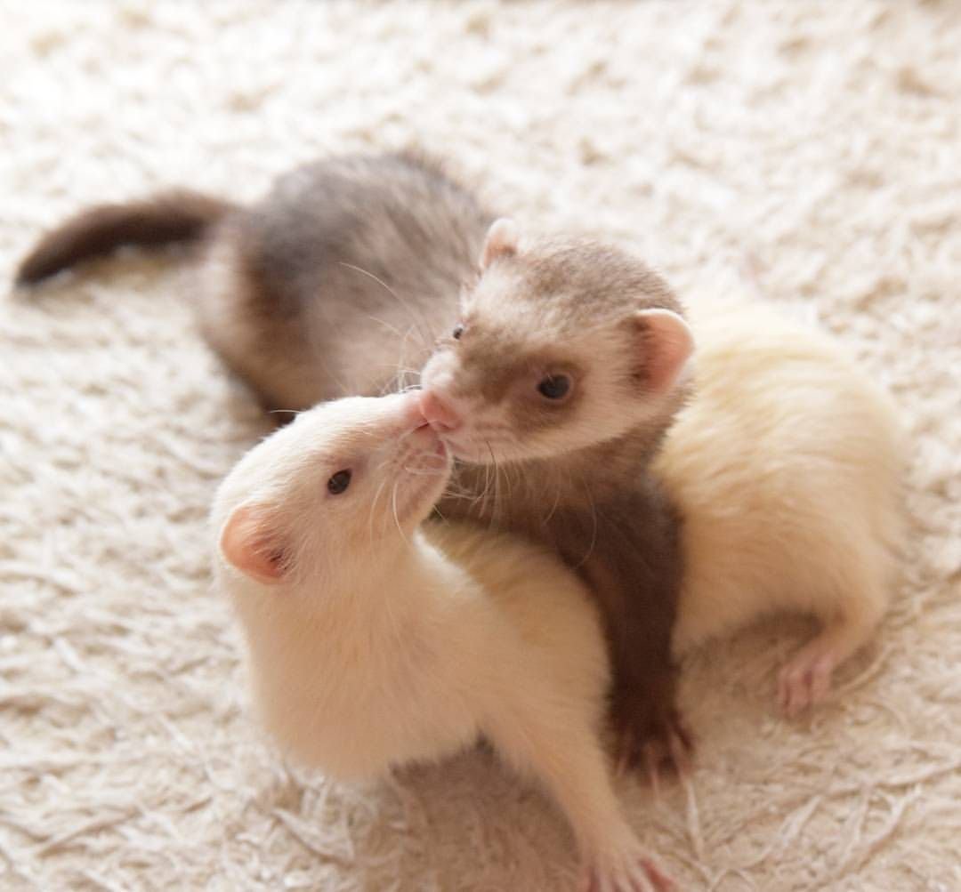 Фретка детёныш