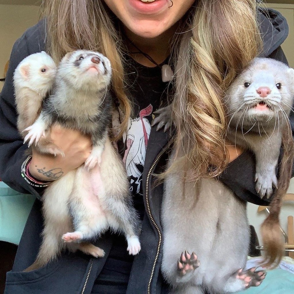 Вступить животных