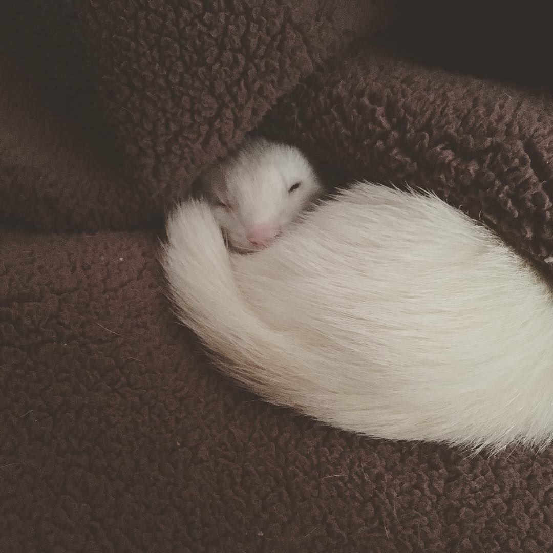 Хорек фэнтези