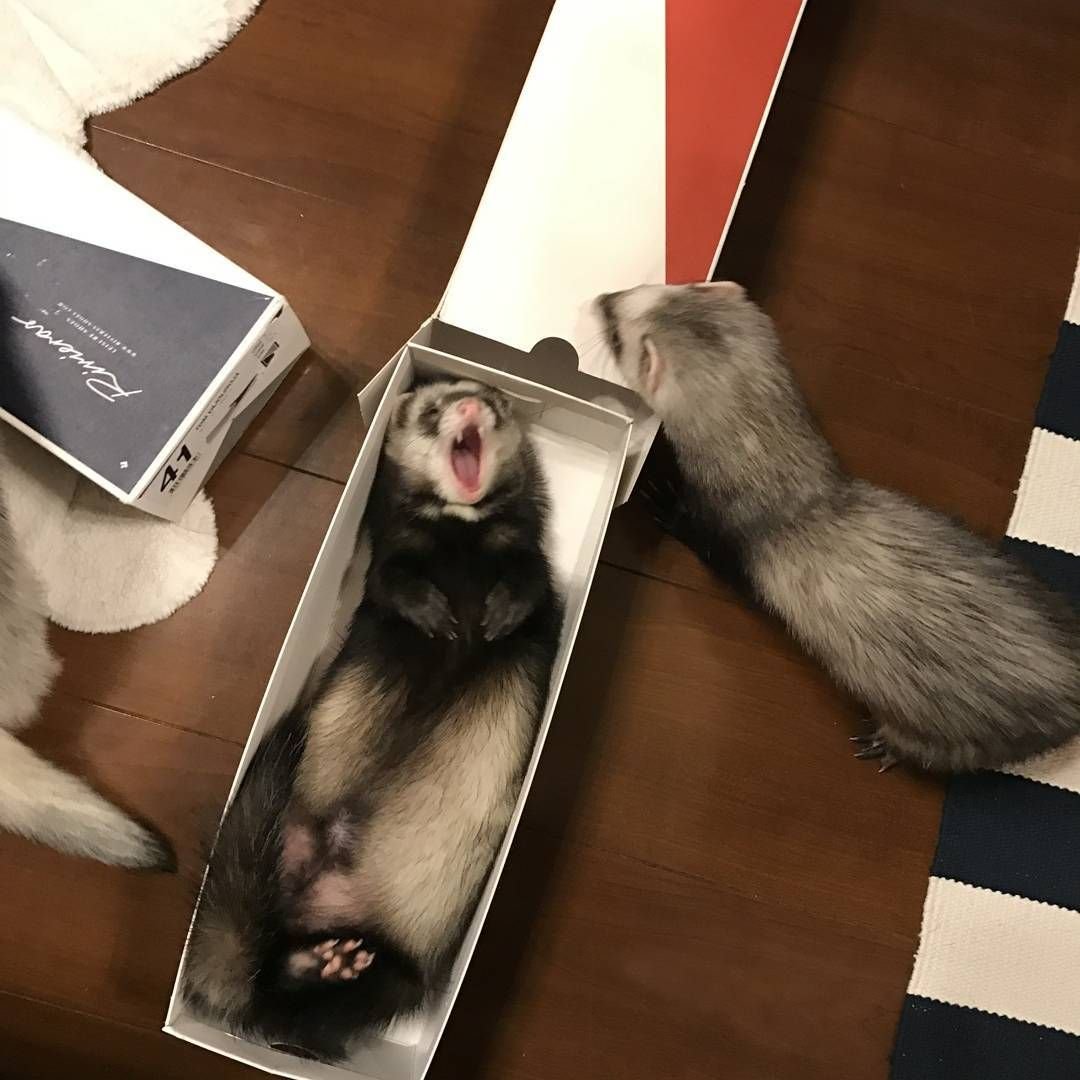 Хорьки любовь