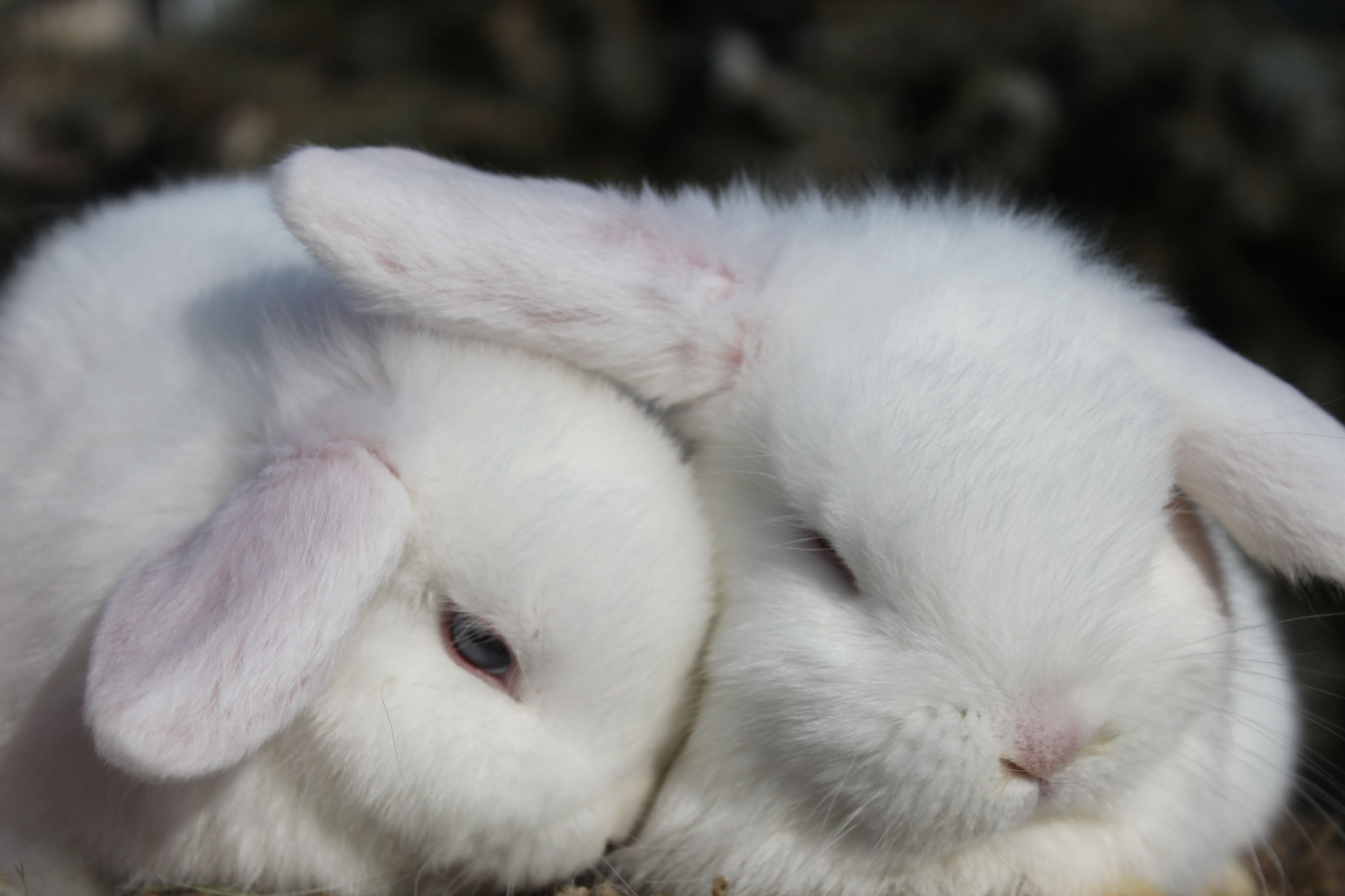 Зайка целует. Милый кролик. Милые зайчики. Кролики обнимаются. Белый кролик.