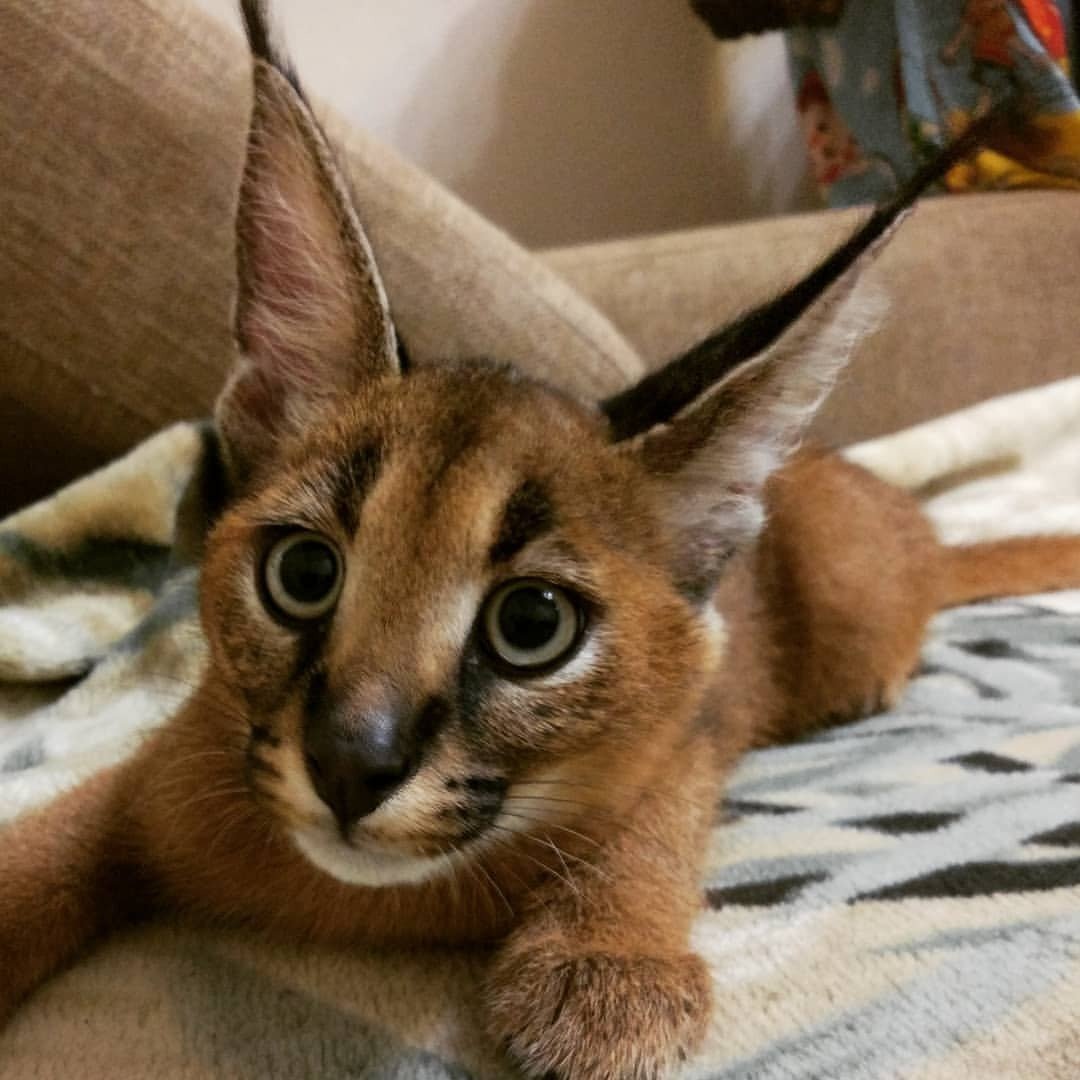 Каракал помесь