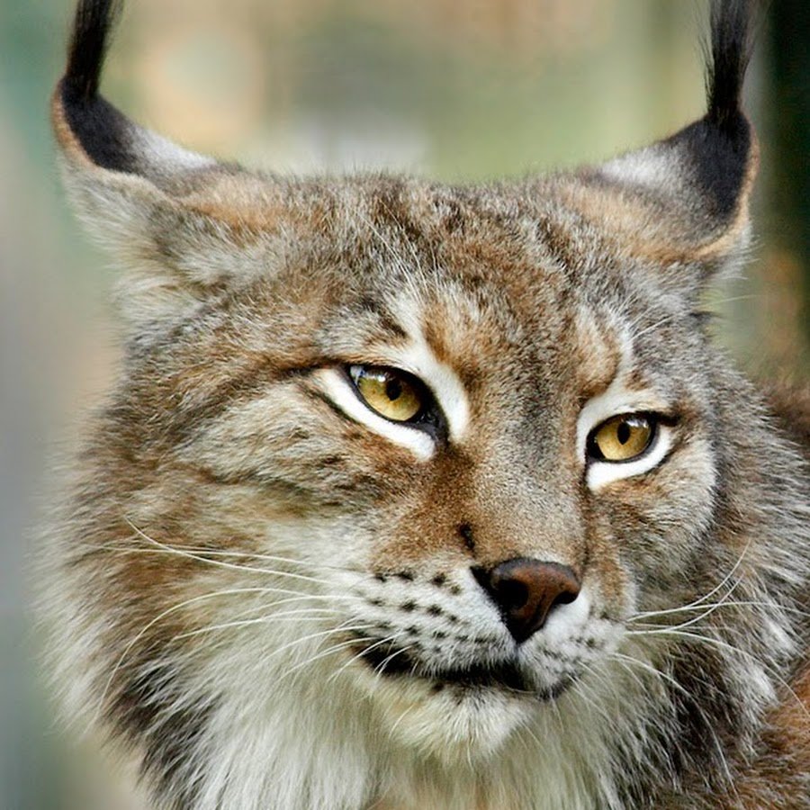 Призрачная Рысь