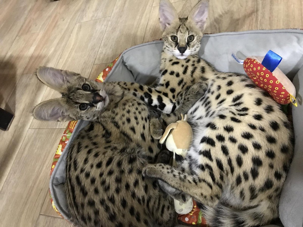 Вольерные сервалы