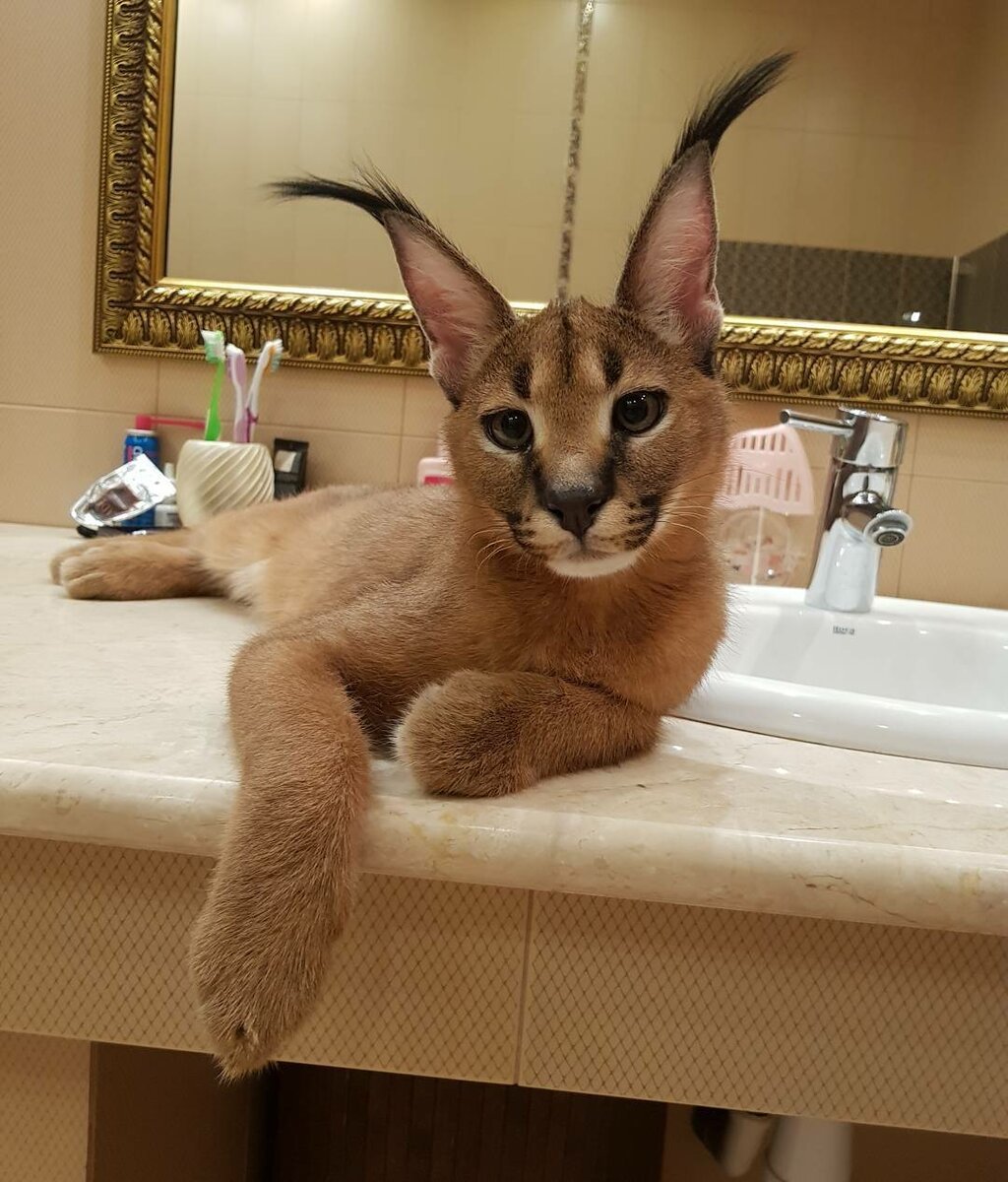 Котята породы каракал