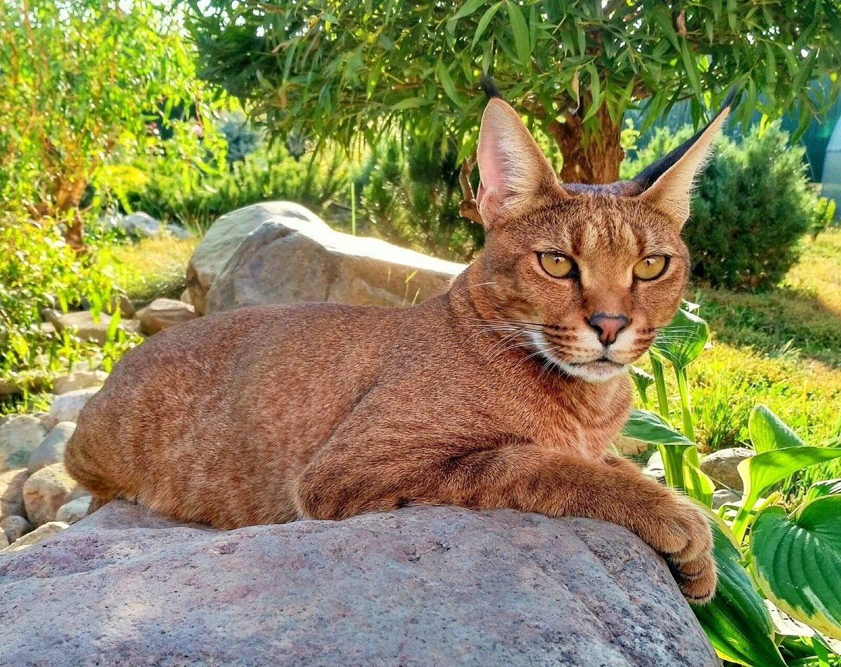 Чаузи Саванна