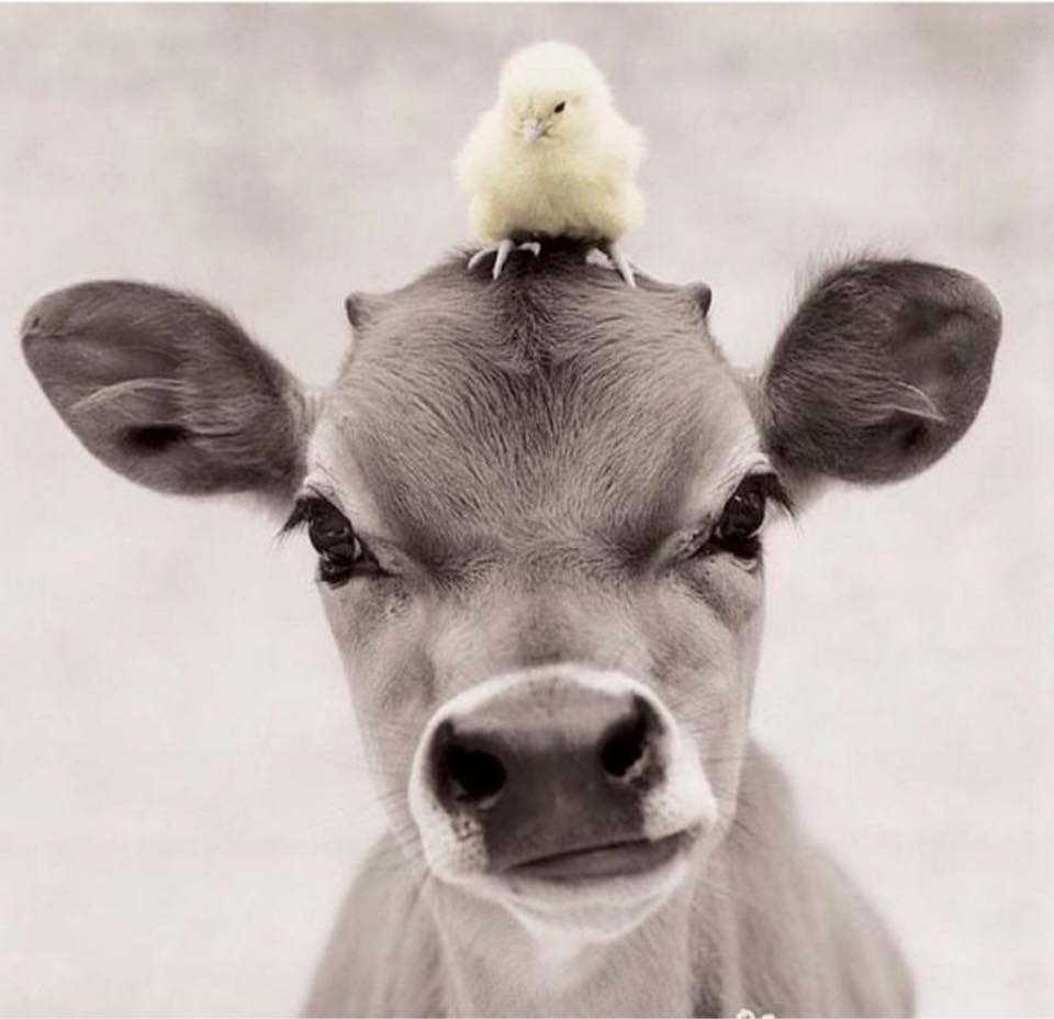 Коровы милые прикольные