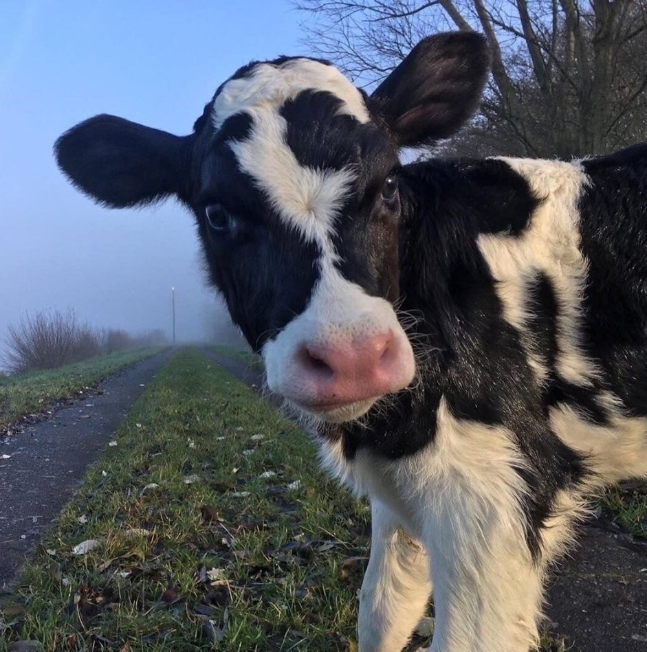 Милая корова