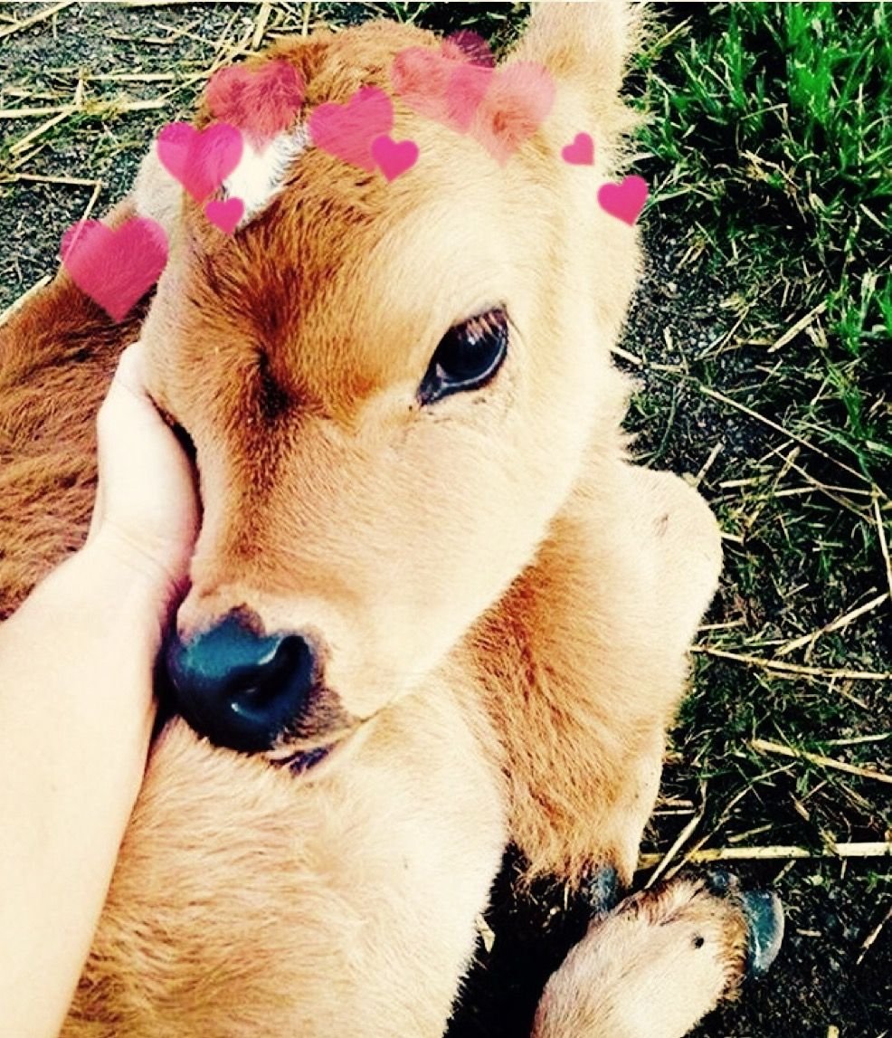 Теленок и жеребенок