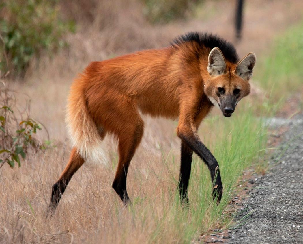 Гривистый волк гуара