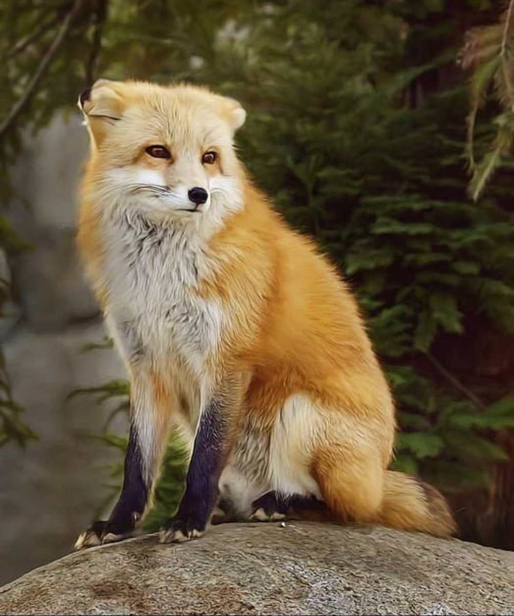 Красивый Лис