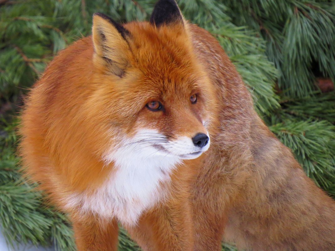 Лиса Лисонька лиса